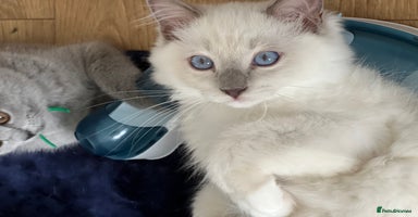 Ragdoll cats - Advert 13