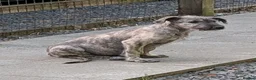 Irish Wolfhound dogs for sale: Irish Wolfhound puppies  - Advert 9