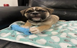 Old Tyme Bulldog dogs for sale: Old Tyme Bulldog puppies for sale - Image 18