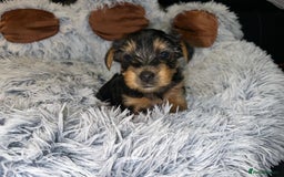 Yorkshire Terrier dogs for sale: 💕🐾Adorable PEDIGREE YORKSHIRE TERRIER Pups🐾💕  - Image 16