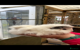 Guinea Pig rodents for sale: Stunning baby guinea pig  - Image 10
