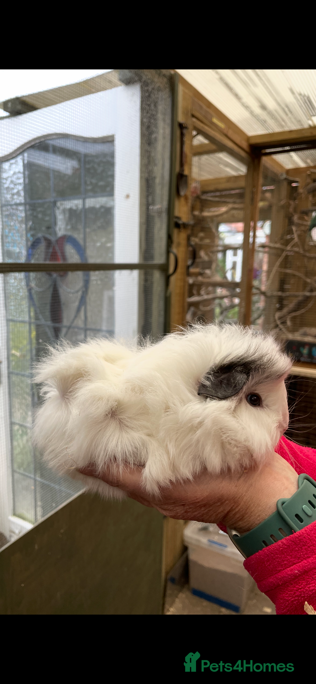 Guinea Pig rodents for sale: Stunning baby guinea pig  - Image 10