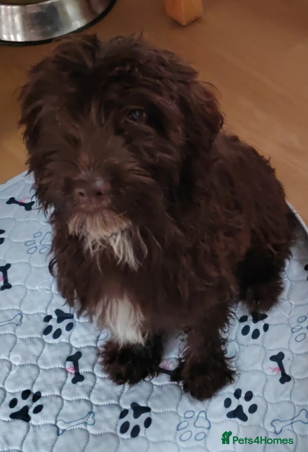 Mixed Breed dogs for sale: Two sprockerpoo sisters for rehoming in Gateshead - Advert 4