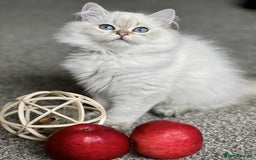 British Shorthair cats for sale: BSH TICA Girls for sale - Image 12