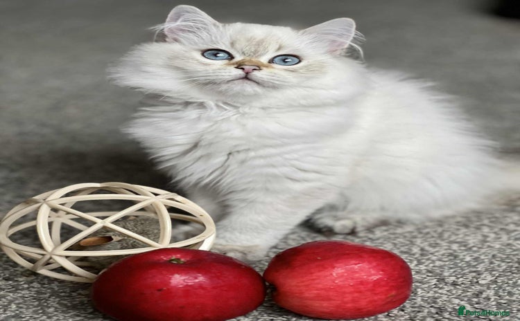 British Shorthair cats - Advert 1