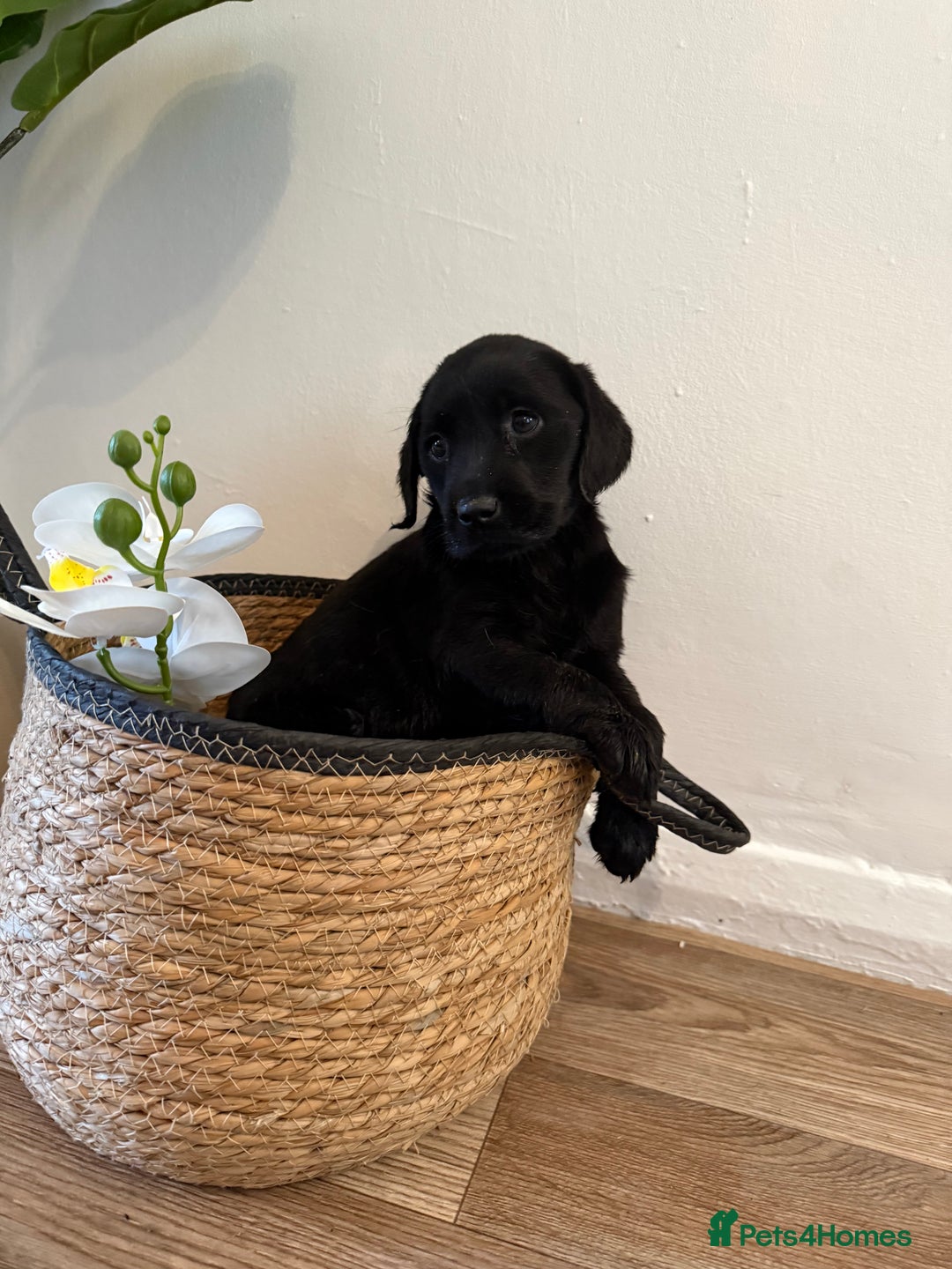 Labrador Retriever dogs for sale: Labrador pups for sale  - Advert 33