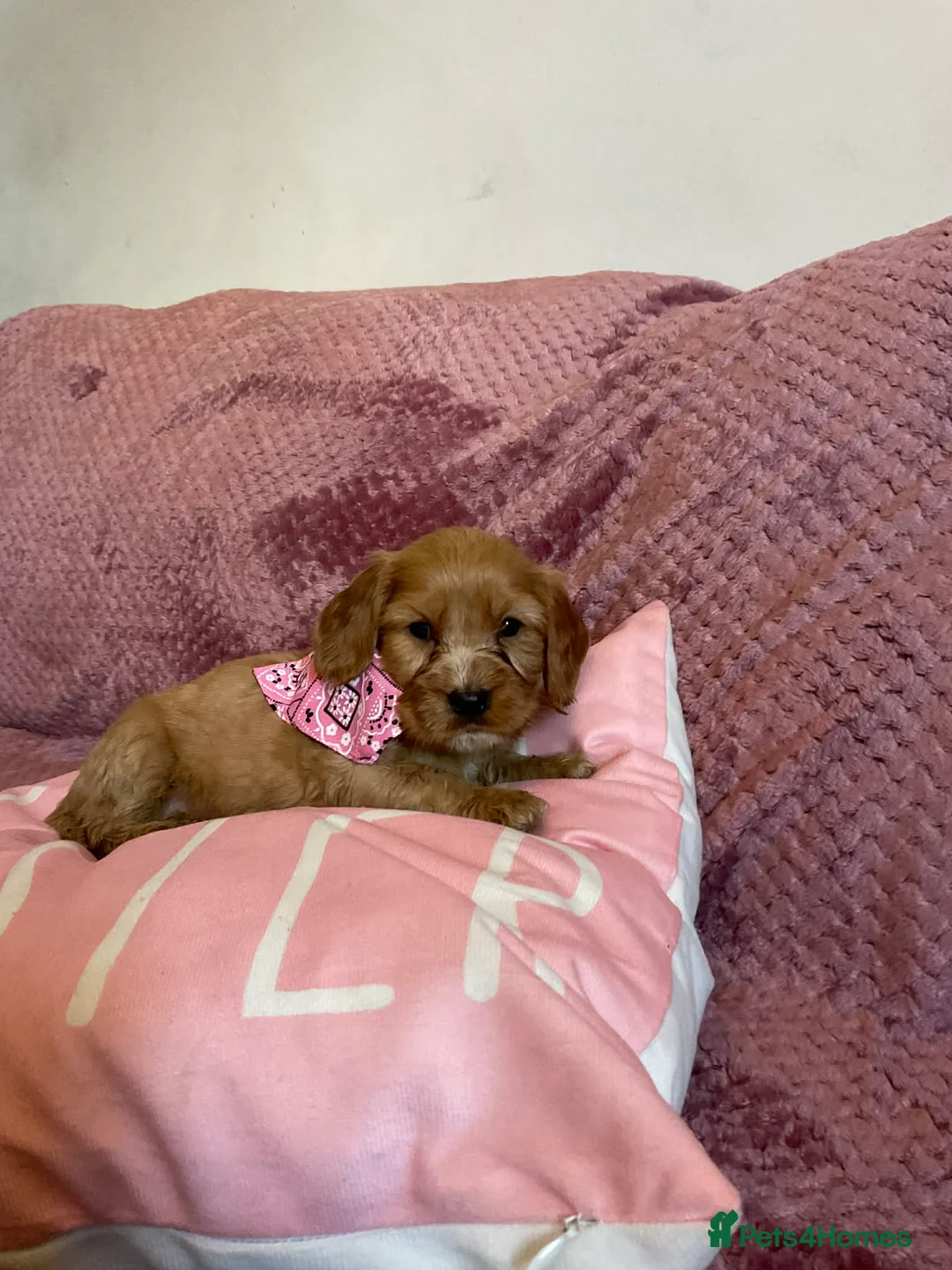 Cockapoo dogs for sale: 8 COCKAPOO PUPPIES 6 GIRLS 2 BOYS READY NOW - Advert 13