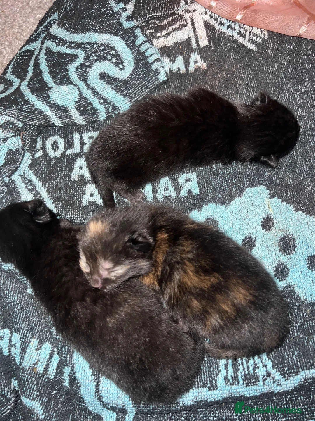Siamese cats for sale: Siamese mixed kittens  - Advert 24