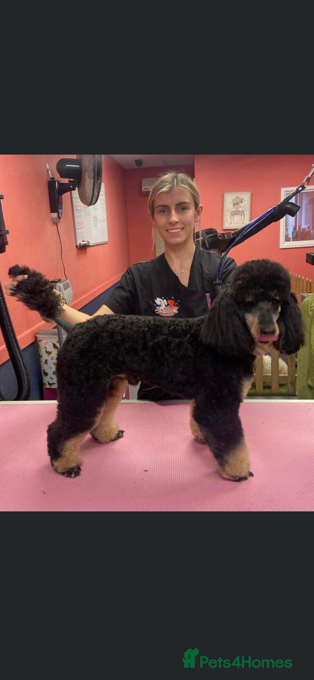 Miniature Poodle dogs for stud: Phantom miniature poodle STUD  - Advert 2