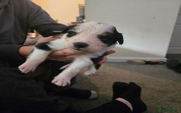 Border Collie dogs for sale: bored collie puppies  - Image 1