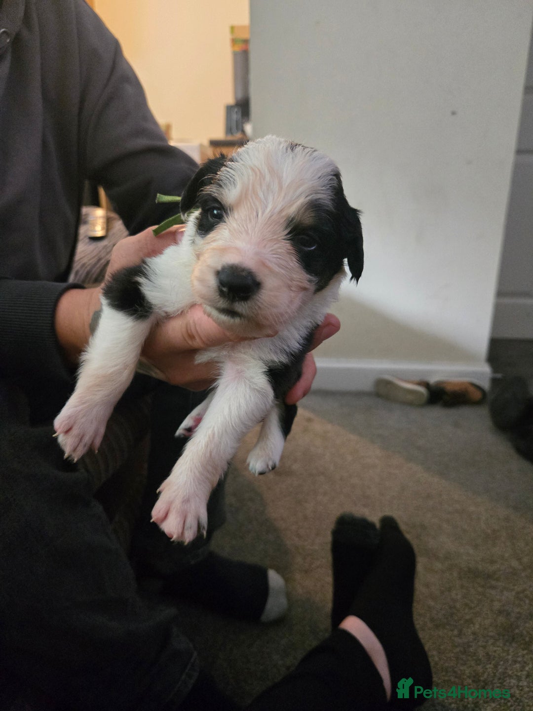 Border Collie dogs for sale: bored collie puppies  - Image 1
