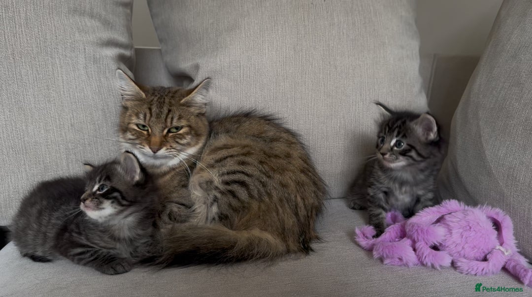 Maine Coon cats for sale: 2 Maine coon x tabby kittens  - Image 9