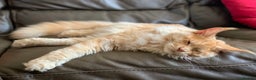 Maine Coon cats for stud: Maine Coon Pedigree for Stud.  GCCF Registered in Wellingborough - Advert 7