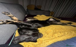 Mixed Breed dogs for adoption: TUX Small body BIG personality - Image 12