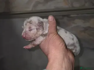 Miniature Dachshund dogs True Quality Minature Dachshunds - Advert 7