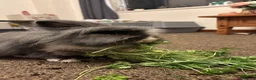 Lionhead rabbits for sale: Male Lionhead Rabbit - Advert 7