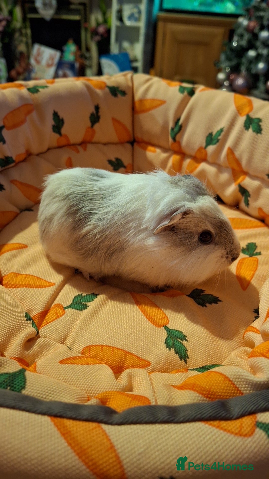 Guinea Pig rodents Baby Girl guineas seeking new homes 🏡  - Advert 2