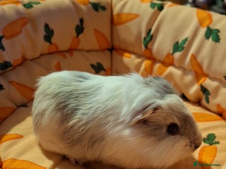 Guinea Pig rodents Baby Girl guineas seeking new homes 🏡 - Advert 2