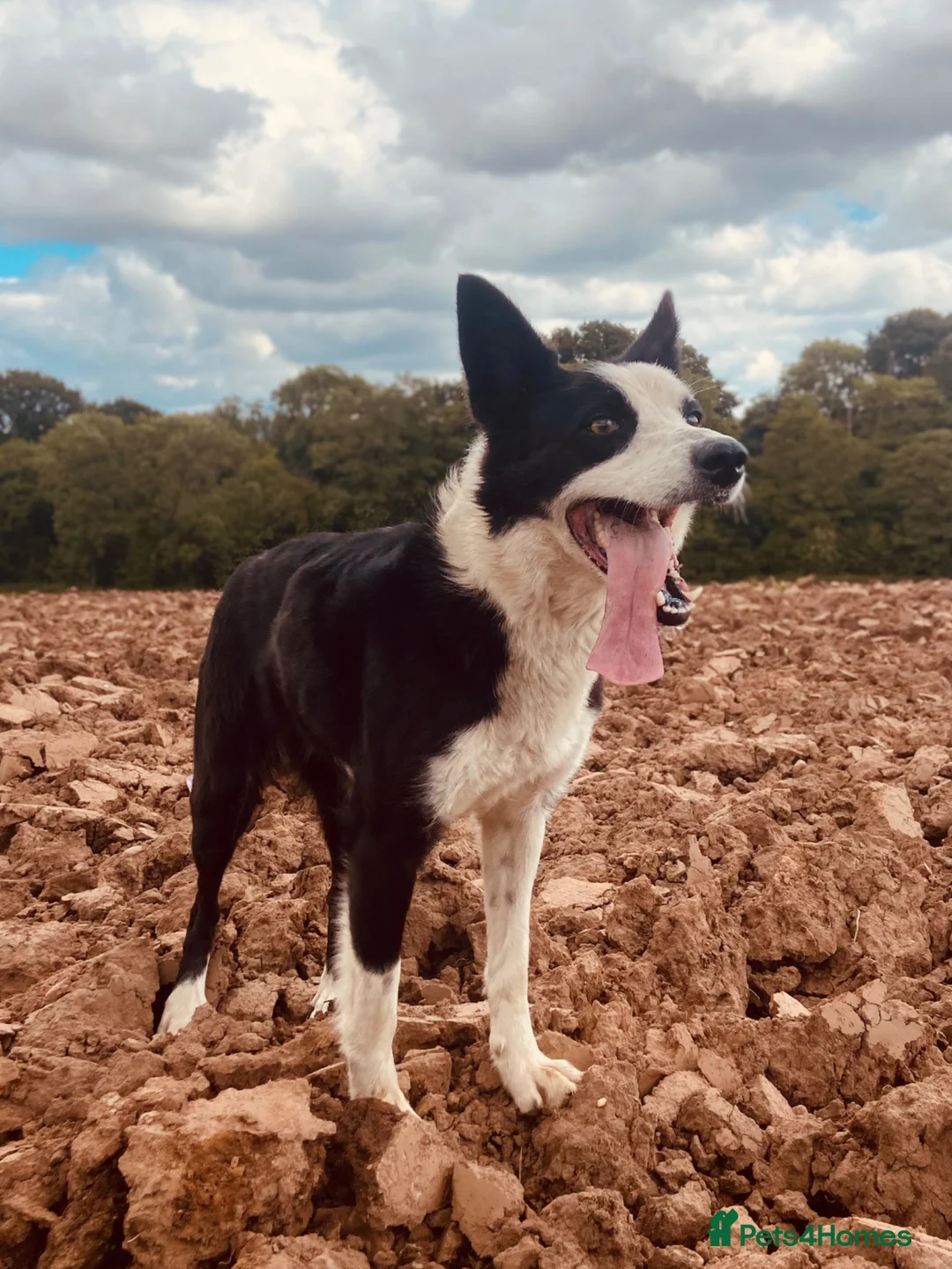 Border Collie dogs for sale: Border Collies  - Advert 6