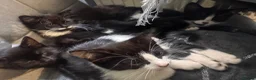 Mixed Breed cats for sale: Kittens for sale in London - Advert 10
