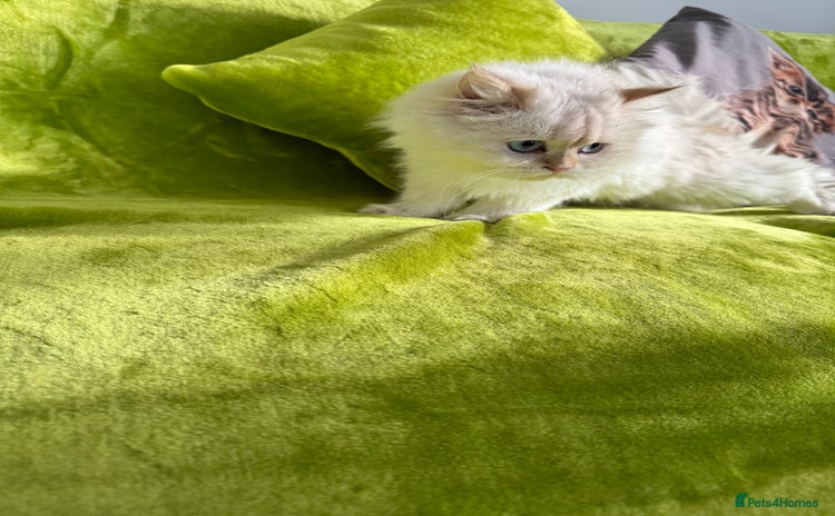 British Longhair cats - Advert 5