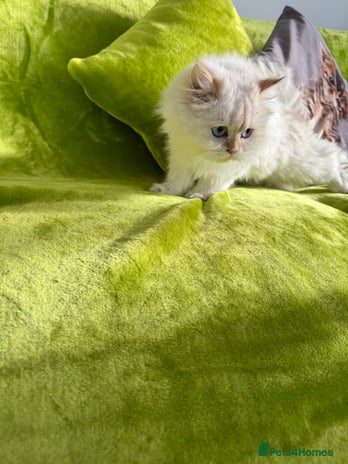 British Longhair cats - Advert 11