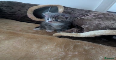 Mixed Breed cats Beautiful mix breed kittens ready from 26th - Advert 14