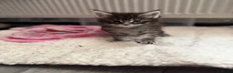 Maine Coon cats for sale: 6 beautiful Maine coon kittens  - Advert 17