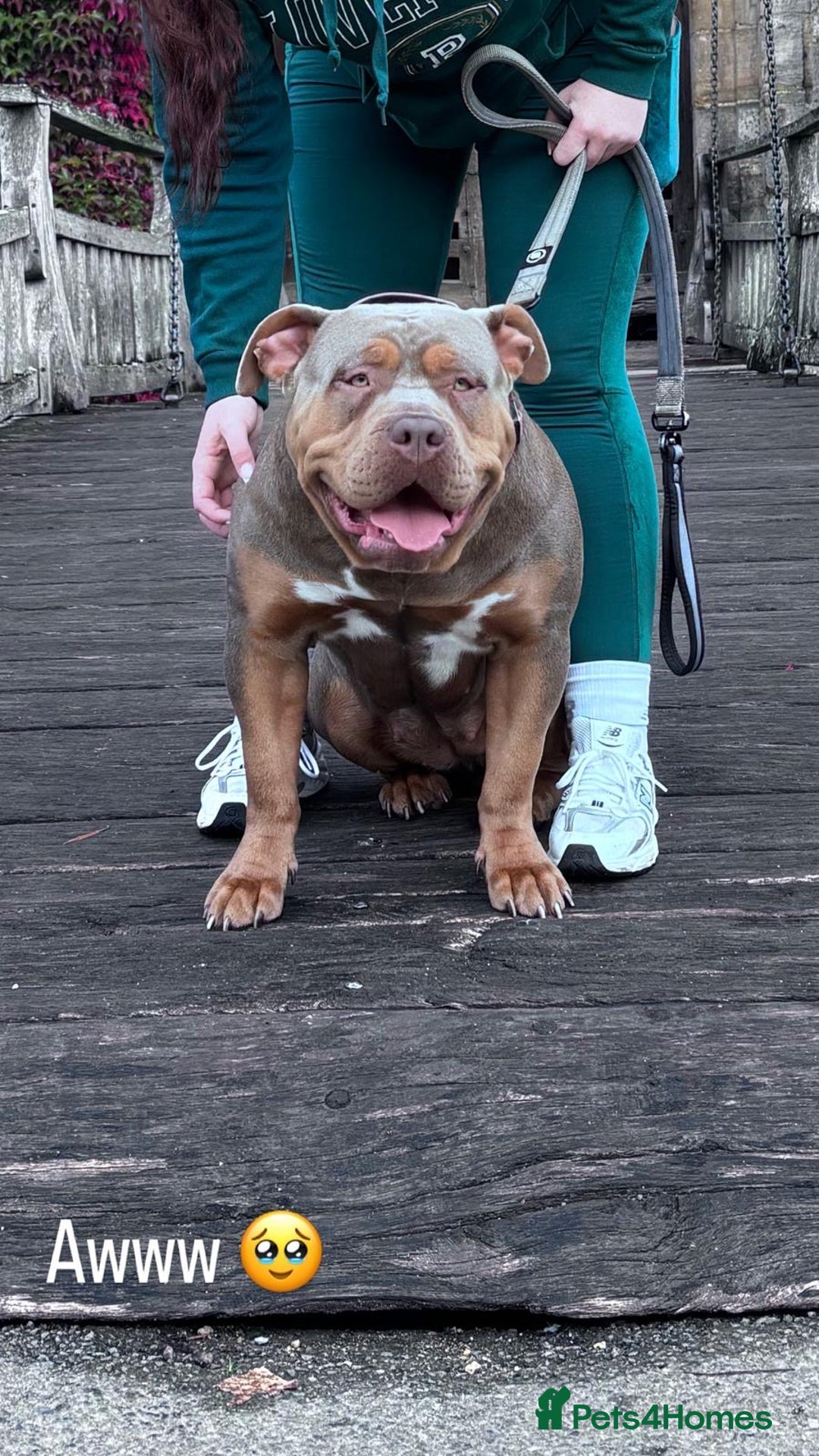 American Bully dogs for sale: Lilo the standard bully  - Advert 6