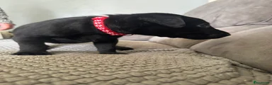 Labrador Retriever Puppy 5