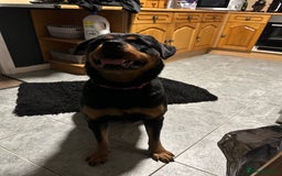 Rottweiler dogs for sale: Female Rottweiler  - Advert 5