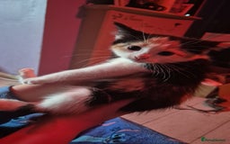 Mixed Breed cats for sale: Kittens for sale - Image 4