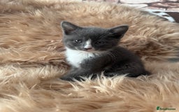 Ragdoll cats for sale: Ragdoll X  - Advert 7