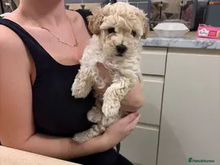 Poochon dogs F1 poochon - Advert 8