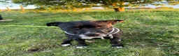 Staffordshire Bull Terrier dogs for sale: Czarny - pronounced Sharna  in Bishop Auckland - Advert 2