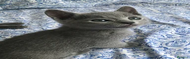 Russian Blue Kitten 1