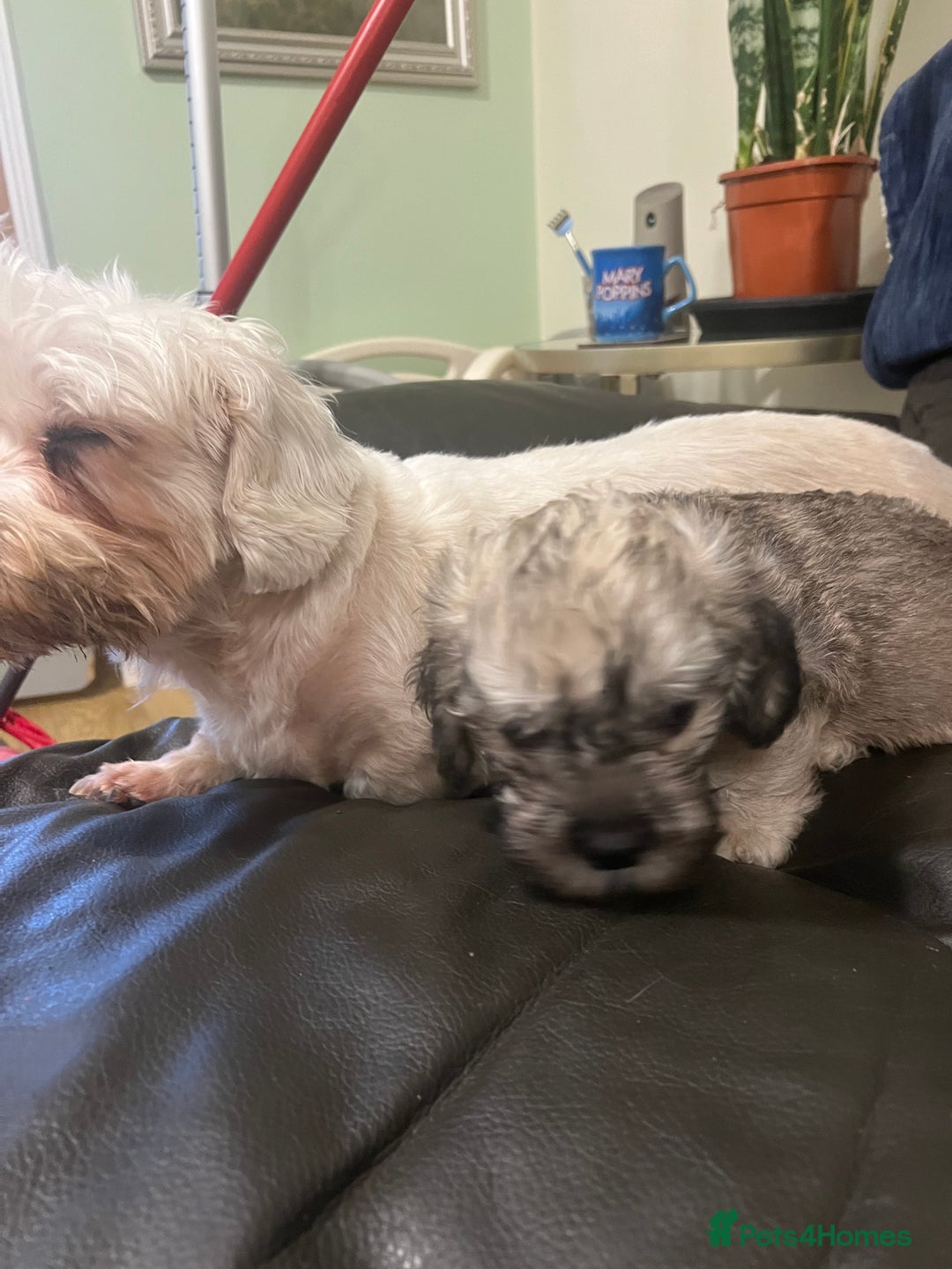 Dandie Dinmont Terrier dogs for sale: Dandie Dinmont terrier male puppy - Advert 4