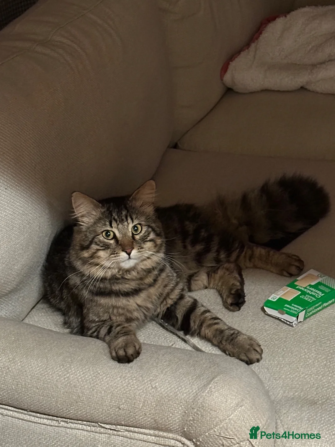 Mixed Breed cats for sale: 2 Adult Cat looking for a good home - Advert 4