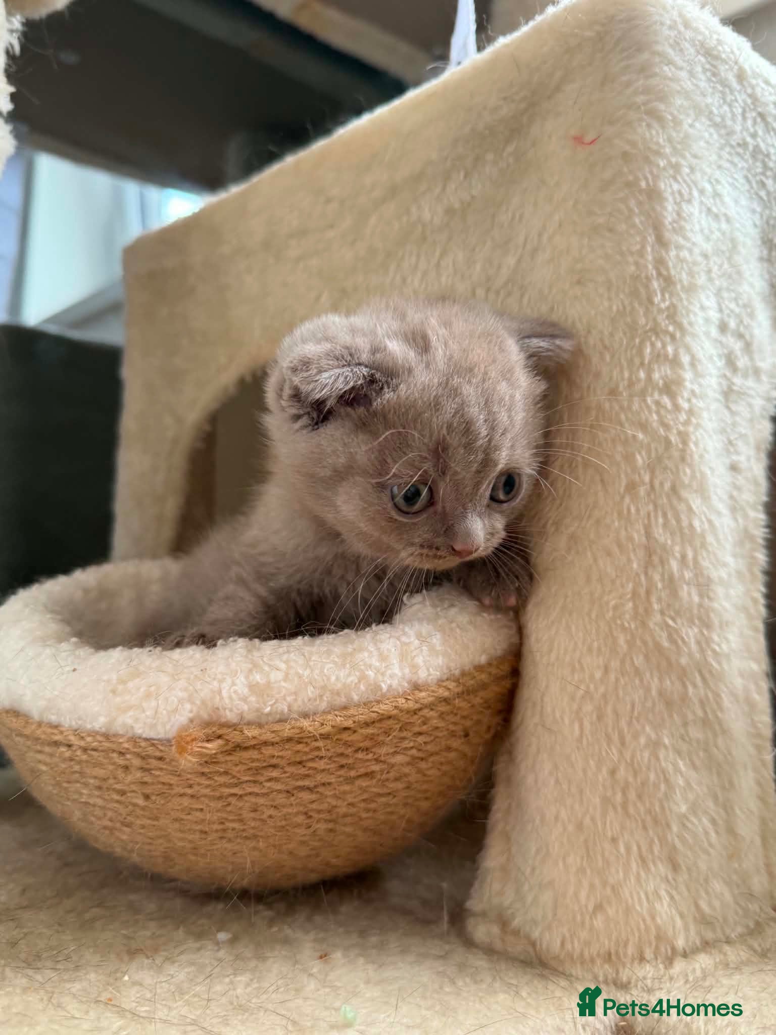 Scottish Fold cats 😻Scottish fold chocolate and lilac kittens😻 - Advert 1