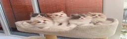 British Shorthair cats for sale: Stunning GCCF British Shorthair Cream Bicolour Boy - Advert 14