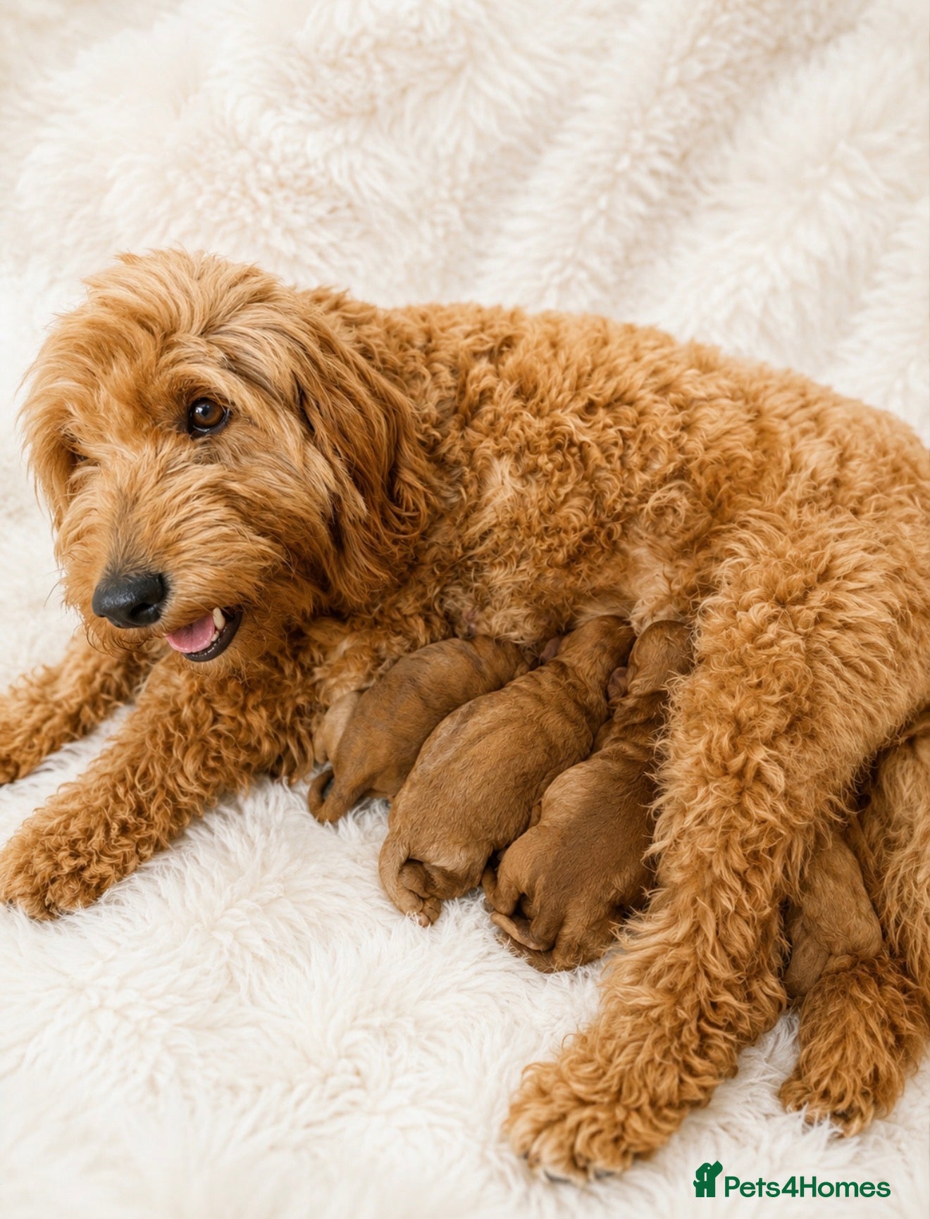 Cockapoo dogs F1BB Cockapoo Puppies , - Advert 1