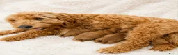 Cockapoo dogs for sale: F1BB Cockapoo Puppies , - Advert 1