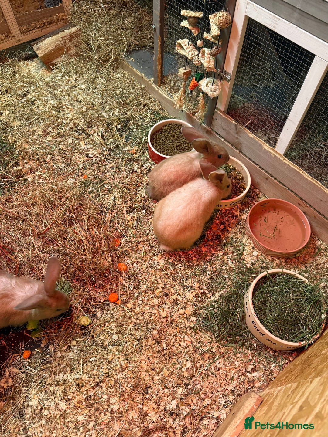 Continental Giant rabbits for sale: Beautiful well handled giant breed baby rabbits - Advert 3