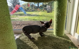 Sphynx cats for sale: Dwelf and Elf kittens - Image 13