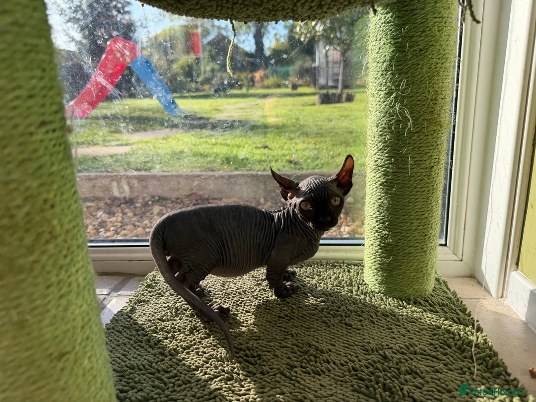 Sphynx cats for sale: Dwelf and Elf kittens - Image 13