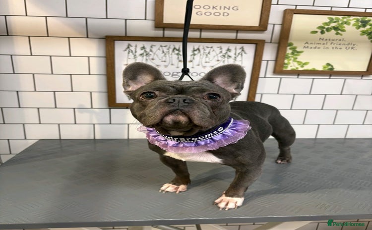 French Bulldog dogs - Advert 1