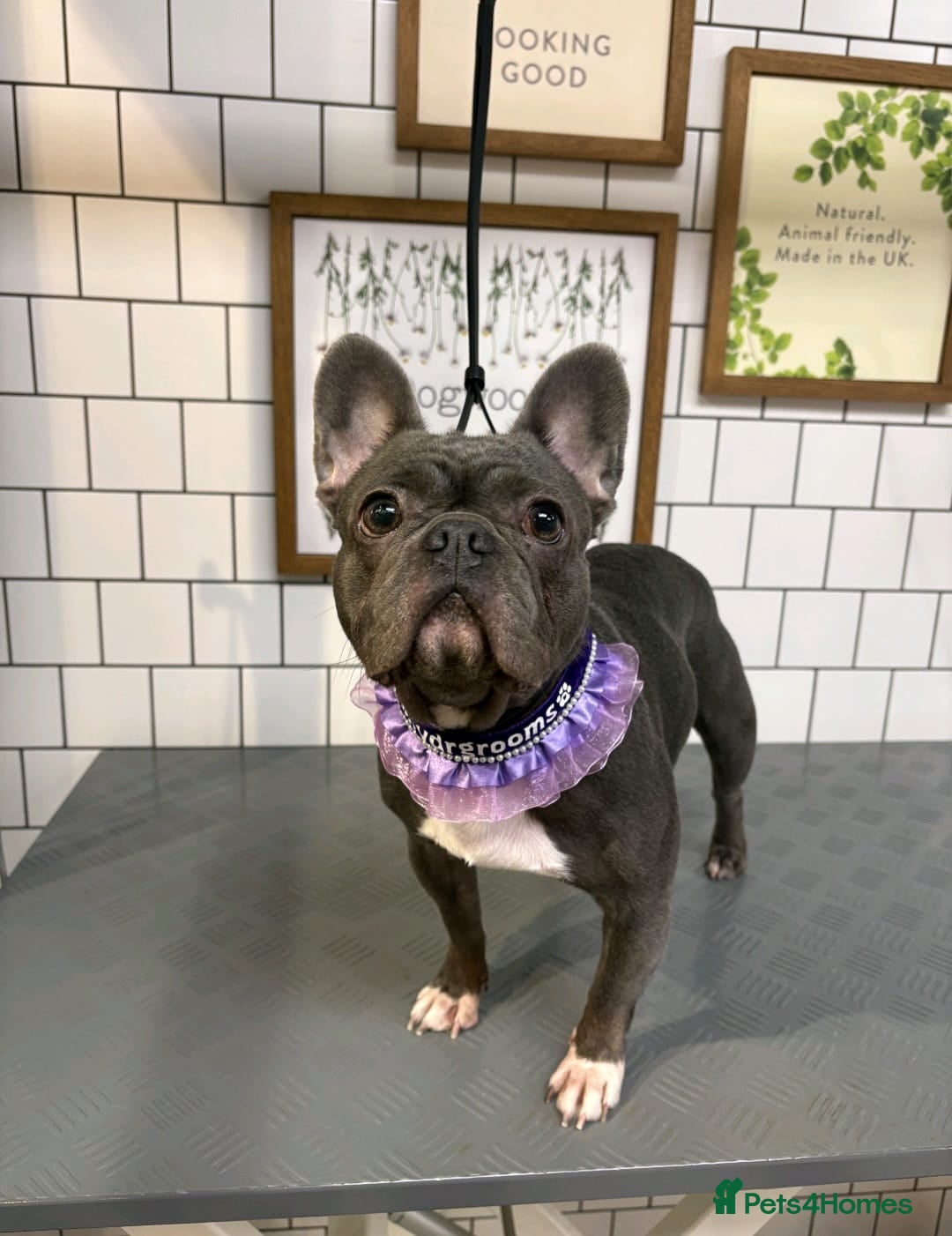 French Bulldog dogs for sale: 3 Year Old Blue Frenchie (GIRL) - Image 1