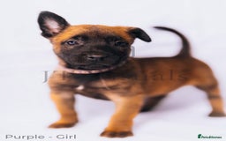 Belgian Shepherd Dog dogs for sale: Belgian malinois puppies - Image 5