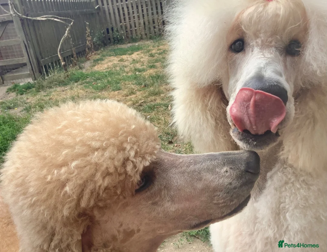 Standard Poodle dogs for sale: KC Standard Poodles due September - Advert 17