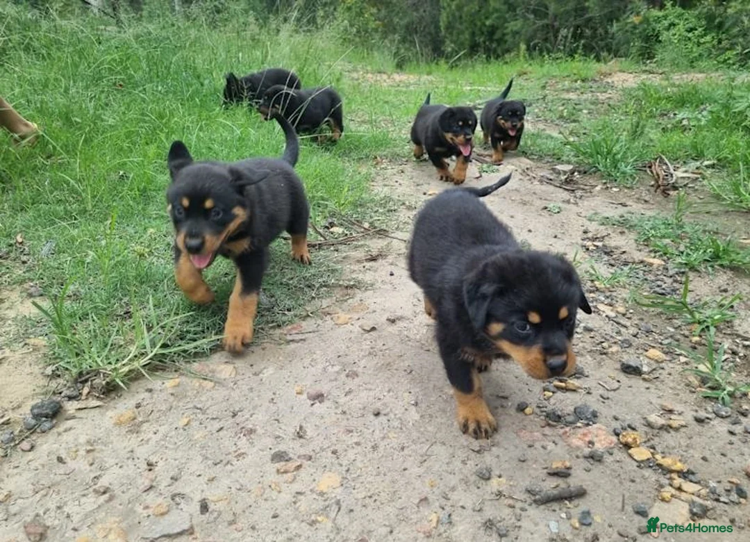 Rottweiler dogs for sale: Lovely well bred big bone pups in Wigston - Advert 1